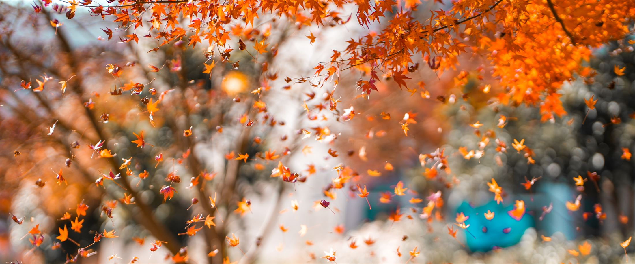 浙江科技大学校园秋色树景